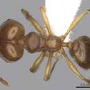 Image of Pheidole triconstricta Forel 1886