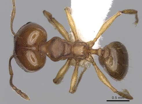 Image of Pheidole triconstricta Forel 1886