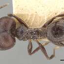 Image of Pheidole steinheili Forel 1901