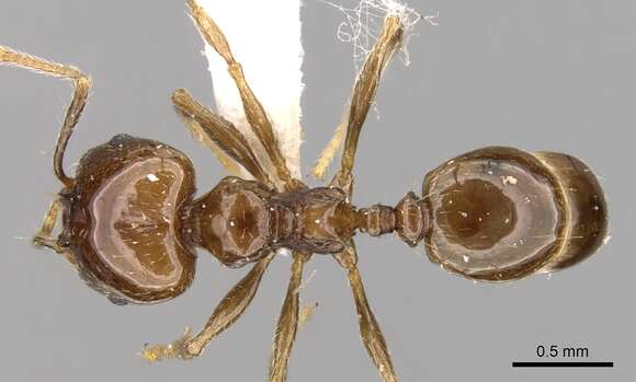 صورة Pheidole plebecula Forel 1899