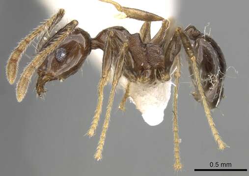 Image of Pheidole plebecula Forel 1899