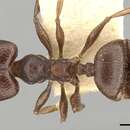 Image of Pheidole optiva Forel 1901