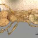 Pheidole bambusarum Forel 1908的圖片