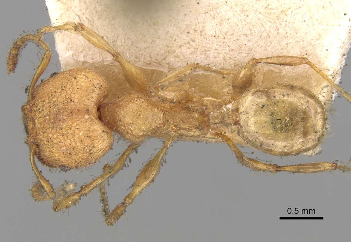 Image of Pheidole bambusarum Forel 1908