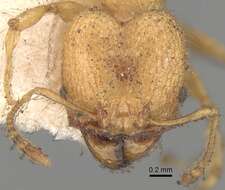 Image of Pheidole bambusarum Forel 1908