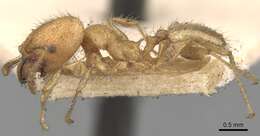 Image of Pheidole bambusarum Forel 1908