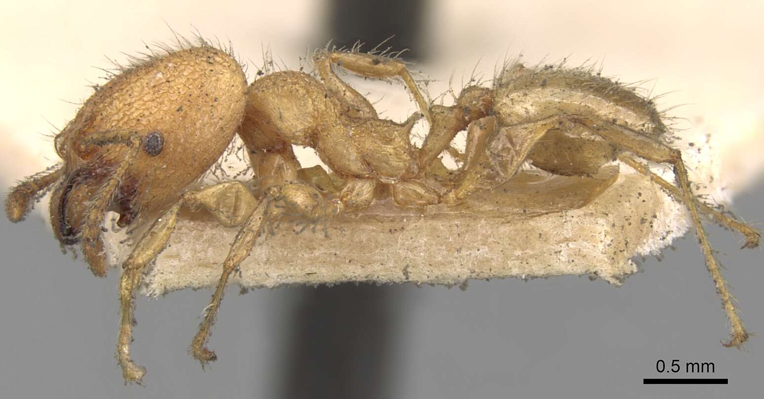 Image of Pheidole bambusarum Forel 1908