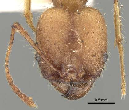 Image of Pheidole fiorii Emery 1890