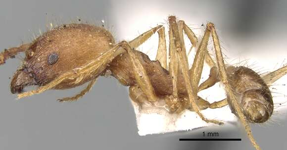 Image of Pheidole fiorii Emery 1890