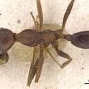 Image of Pheidole gouldi Forel 1886