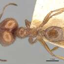 Image of Pheidole praeusta Roger 1863