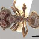 Pheidole guilelmimuelleri Forel 1886的圖片