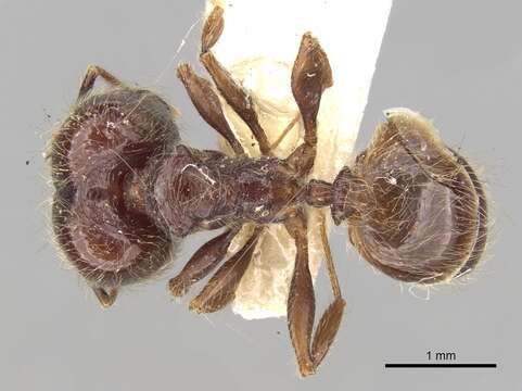 Image of Pheidole guilelmimuelleri Forel 1886