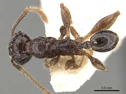 Pheidole guilelmimuelleri Forel 1886 resmi