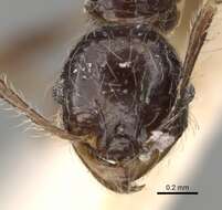 Pheidole guilelmimuelleri Forel 1886 resmi