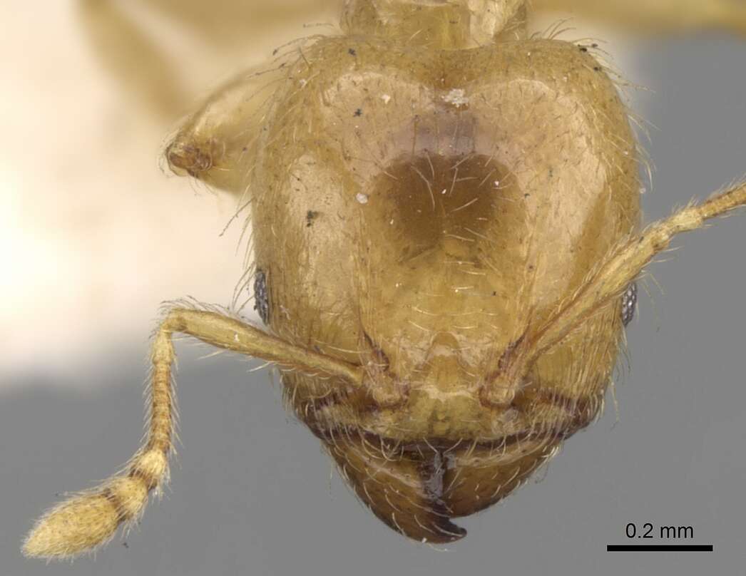 Image of Pheidole minutula Mayr 1878