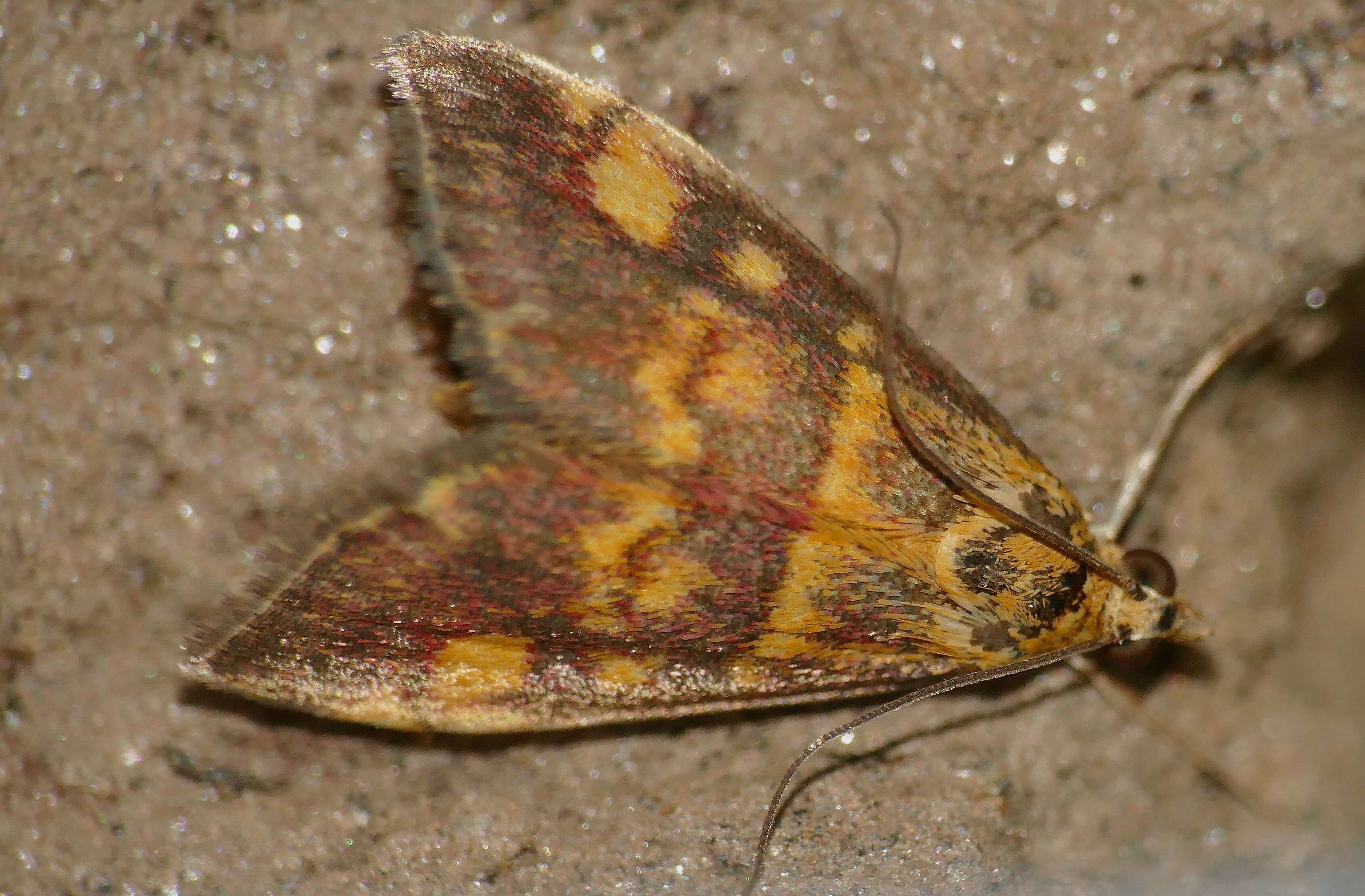 Image of Mint moth