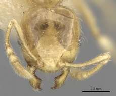 Image of Pheidole minutula Mayr 1878