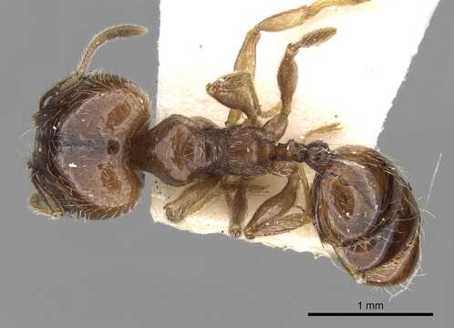 Pheidole centeotl Wheeler 1914 resmi