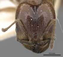 Pheidole centeotl Wheeler 1914 resmi