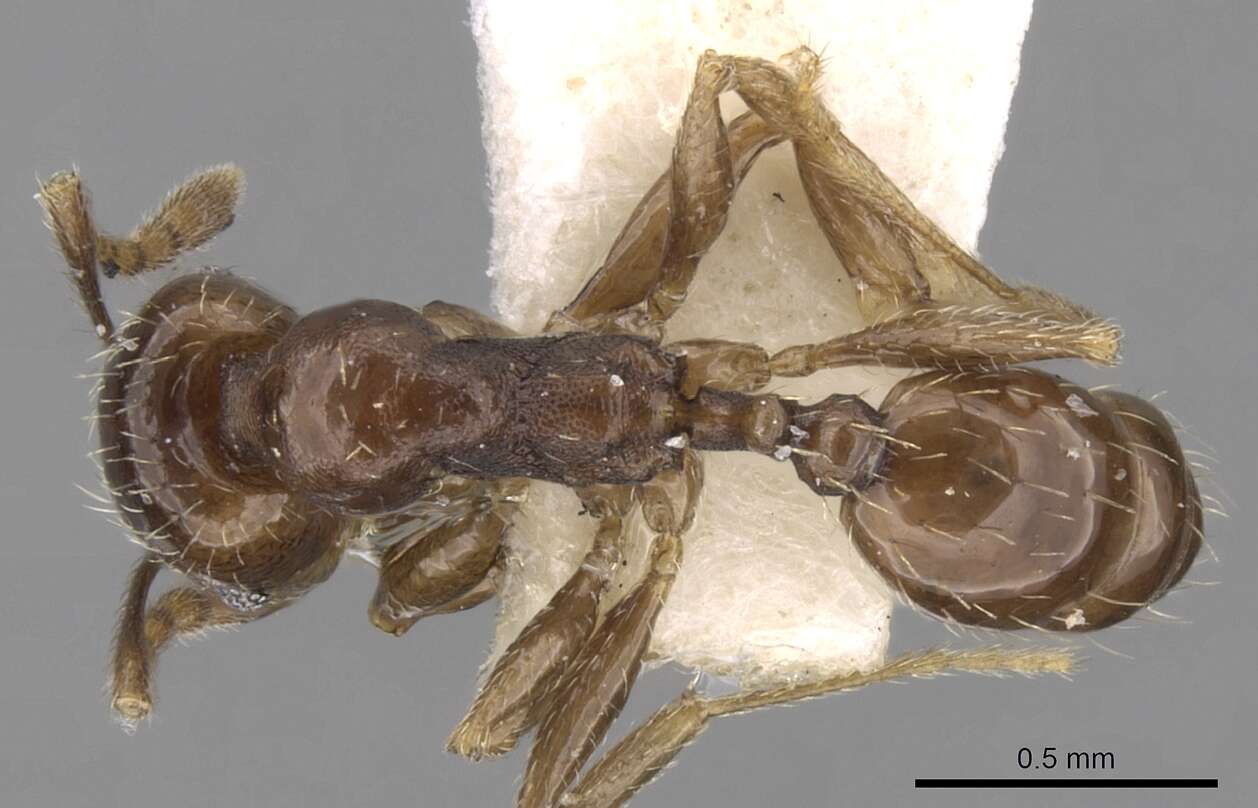 Image of Pheidole centeotl Wheeler 1914