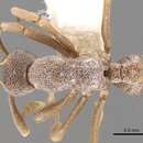 Image of Cyphomyrmex longiscapus Weber 1940