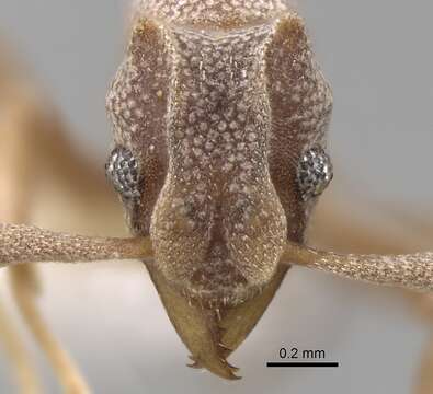 Image of Cyphomyrmex longiscapus Weber 1940