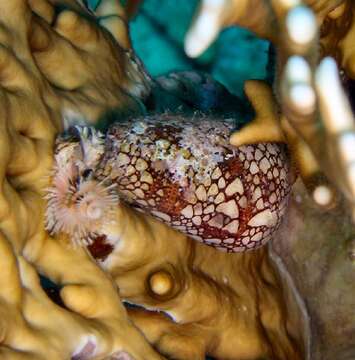 Image of Killer textile cone snail