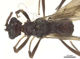 Image of Myrmicocrypta dilacerata (Forel 1885)