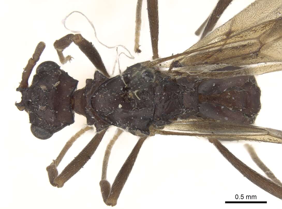 Image of Myrmicocrypta dilacerata (Forel 1885)