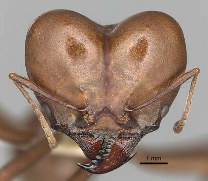 Image of leaf-cutter ants