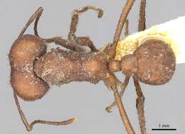 Image de Acromyrmex landolti (Forel 1885)