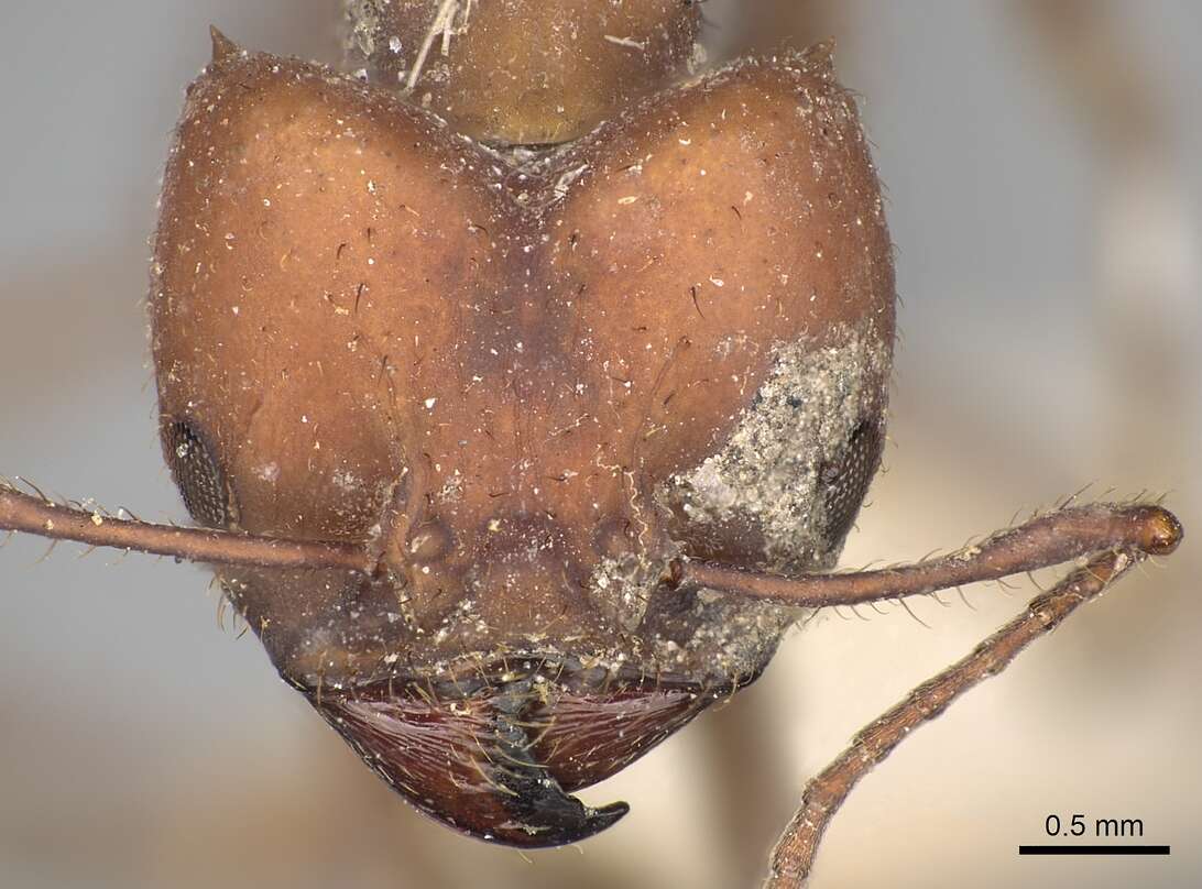 Image de Acromyrmex landolti (Forel 1885)