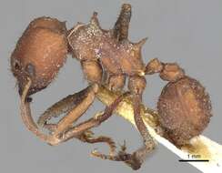 Image de Acromyrmex landolti (Forel 1885)