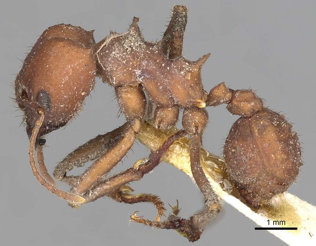 Image de Acromyrmex landolti (Forel 1885)