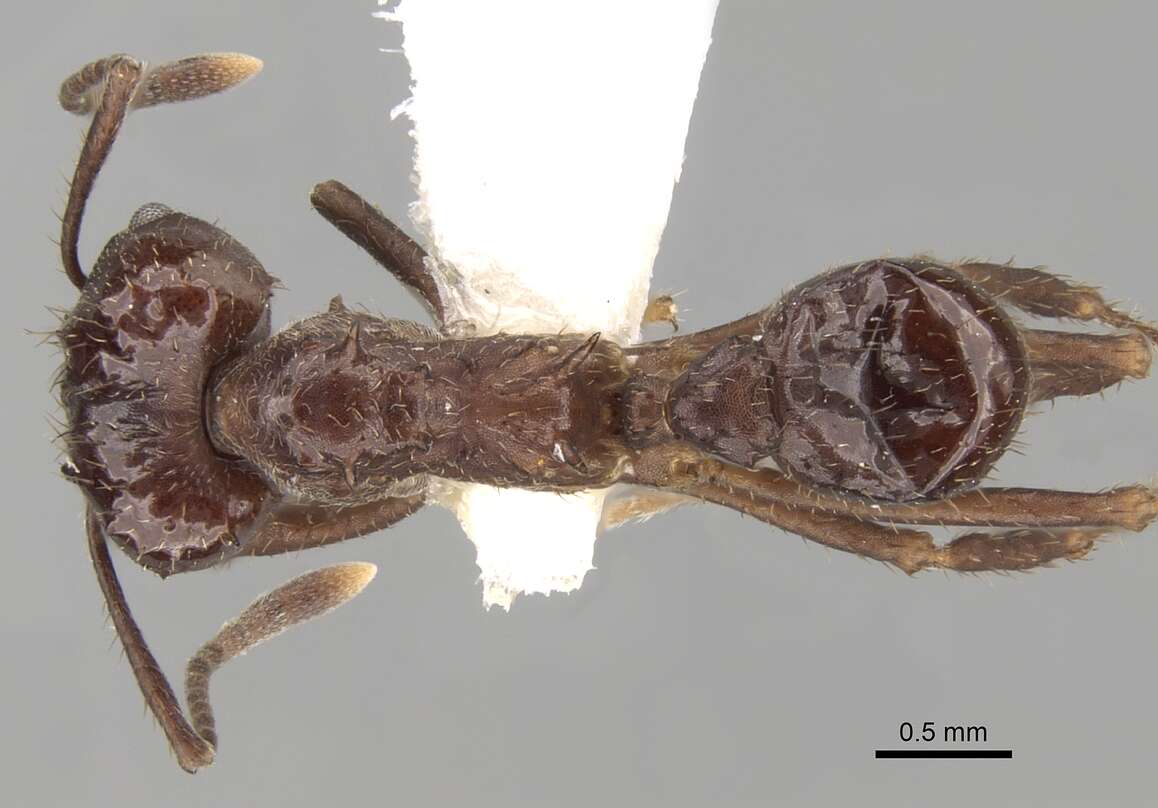 Image of Acromyrmex