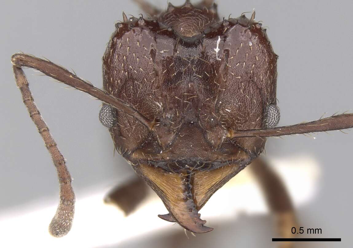 Image of Acromyrmex