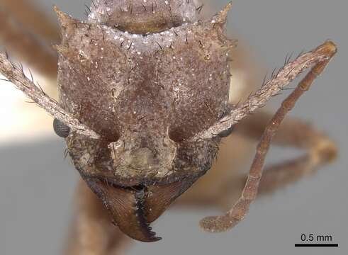 Image of Acromyrmex hystrix (Latreille 1802)