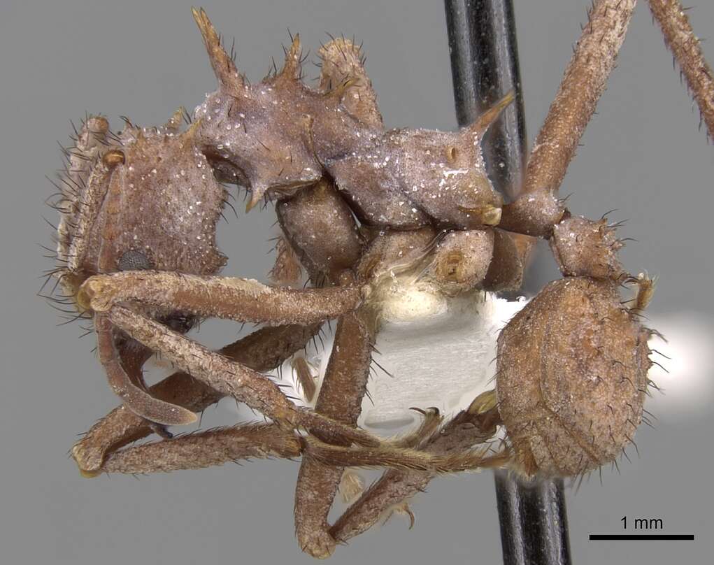 Image of Acromyrmex hystrix (Latreille 1802)