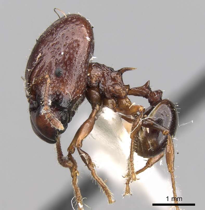 Image of Acanthomyrmex notabilis (Smith 1860)