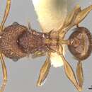 Image of Acanthomyrmex luciolae Emery 1893