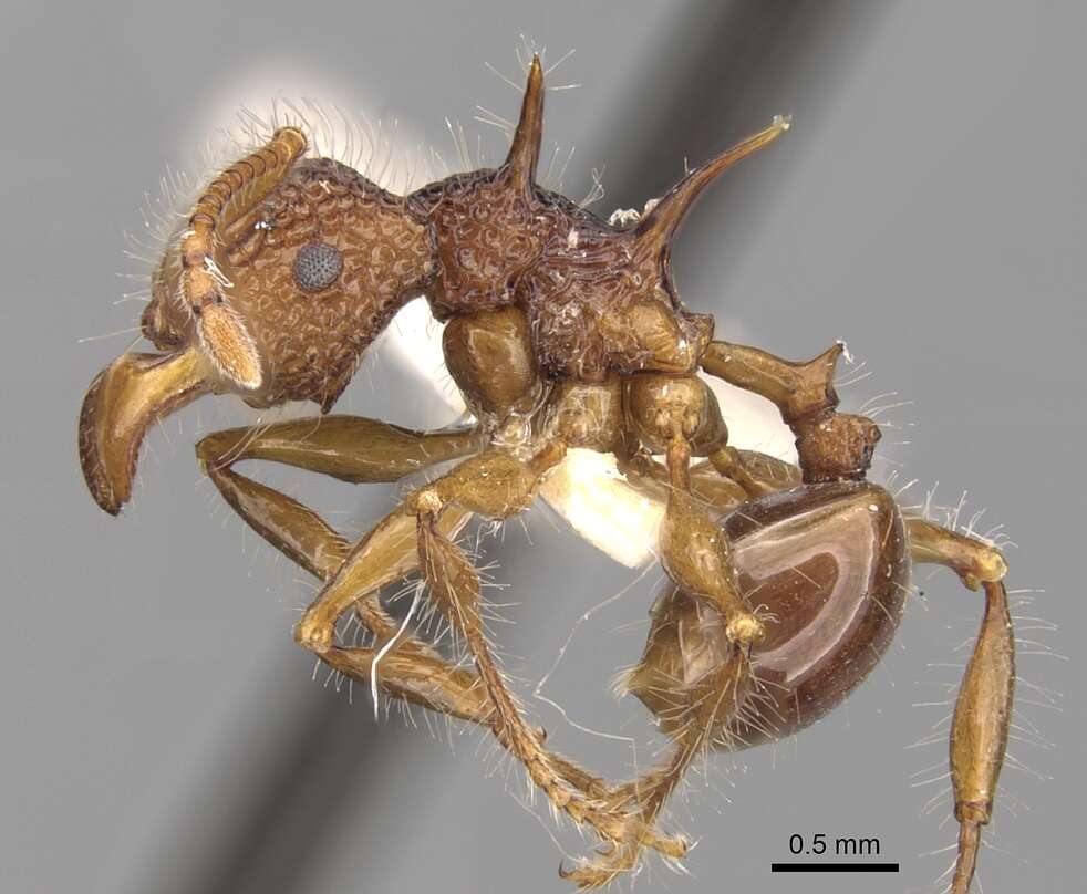 Image of Acanthomyrmex luciolae Emery 1893