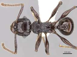 Image of Acanthomyrmex laevis Moffett 1986