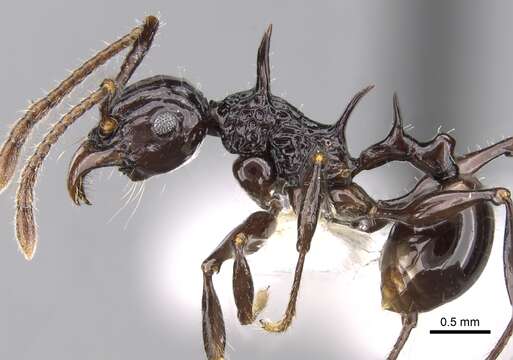 Image de Acanthomyrmex laevis Moffett 1986