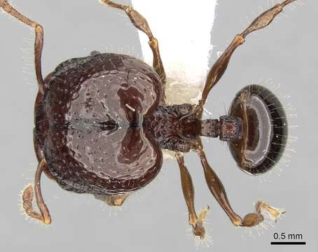 Image of Acanthomyrmex dusun Wheeler 1919