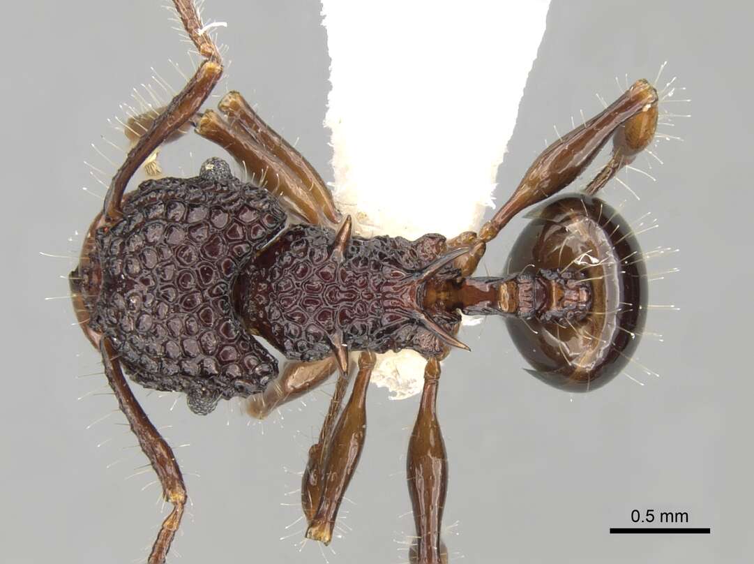 Image of Acanthomyrmex dusun Wheeler 1919