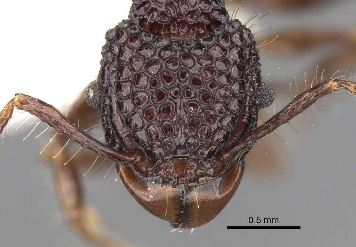 Image of Acanthomyrmex dusun Wheeler 1919