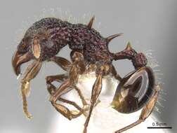 Image of Acanthomyrmex dusun Wheeler 1919