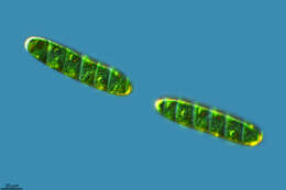 صورة Spirotaenia condensata