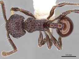 صورة Pristomyrmex brevispinosus Emery 1887